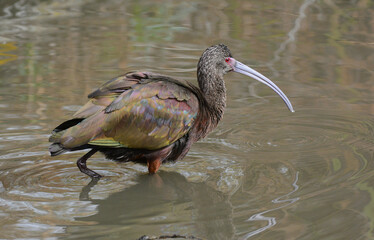 White-faced Ibis, Plegadis chihi, in a marsh pond.