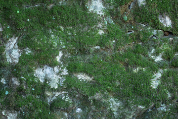 Green moss texture on a stone wall for the background.