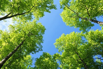 Fototapeta premium Looking Up to Bright Green Tree Canopy Against Clear Blue Sky