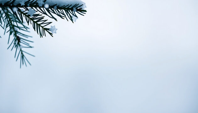 Winter Snowflakes on Pine Branch