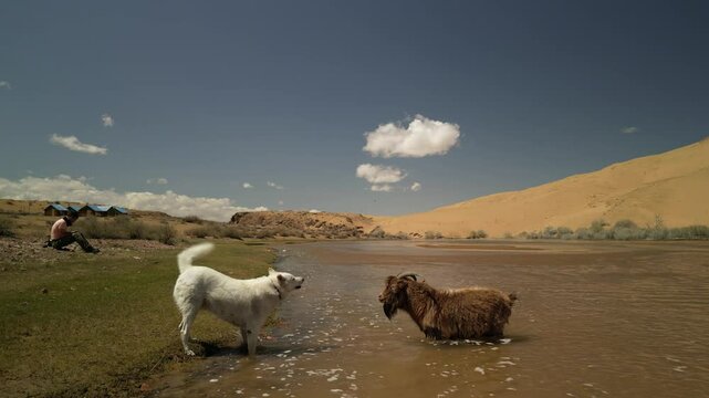 A white Siberian husky named Sim forced a large goat to enter the river, and barks at him. The river flows through the Gobbi Desert in Mongolia. Video from a quadcopter.