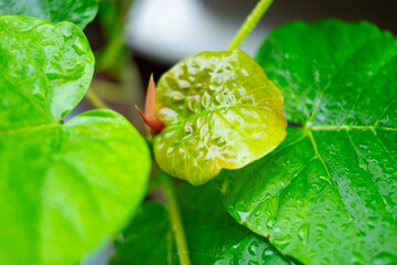 雨の日のウンベラータ