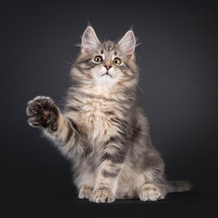 Impressive blue tabby Maine Coon cat kitten, sitting up facing front. One paw up with carefull or scared expression like touching something scary. Isolated on a black background.