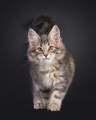 Impressive blue tabby Maine Coon cat kitten, standing or walking facing front. Looking straight to camera. Isolated on a black background.