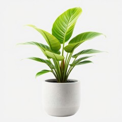  Tropical 3D Indoor House Plant in a Concrete Pot