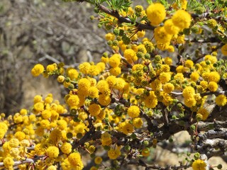 yellow flowers of a sweet opuntia tree in a desert