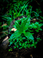 young green plant