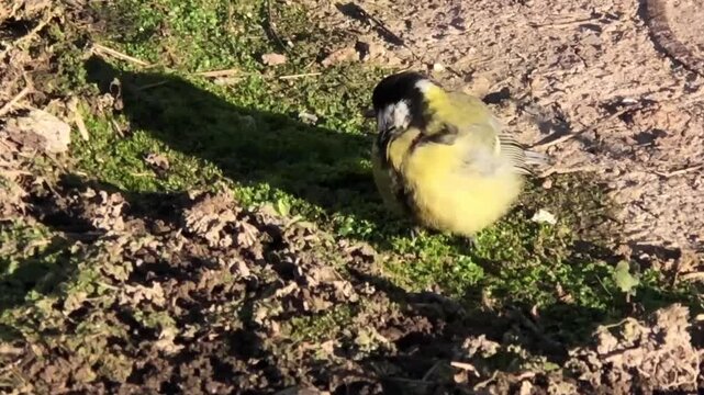 fluffy yellow-green tit on the ground in the first