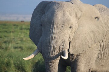 Elefante in Amboseli, Kenya