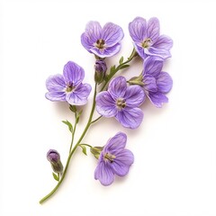 Obraz premium Delicate Lilac Flowers Branch Spring Blossom Purple Floral Arrangement Botanical Beauty Nature