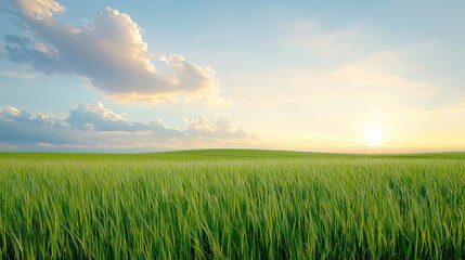 Obraz premium Serene Sunset Over Lush Green Wheat Field