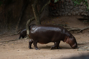 Moo Deng is a pygmy hippopotamus living in Khao Kheow Open Zoo in Si Racha, Chonburi, Thailand.She gained notability at two months as a popular Internet meme after images of her went viral online..