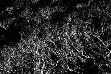 Image disturbance gray deadwood mess