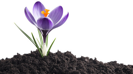 A single purple crocus flower gently rising from the dark soil, isolated on a transparent background, highlighting its elegant petals and stem.