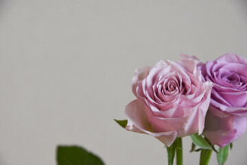 紫の薔薇