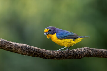 Violaceous Euphonia, Atlantic Forest, brazil
