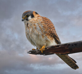 Female American Kestrel, Falco sparverius, on a wood perch