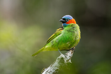 Red-necked Tanager, Atlantic Forest, Brazil