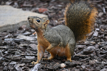 Fox Squirrel sniffing the air in an urban garden