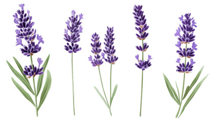 Fototapeta premium lavender flowers isolated on white background