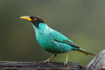 Green Honeycreeper, Atlantic Forest, Brazil