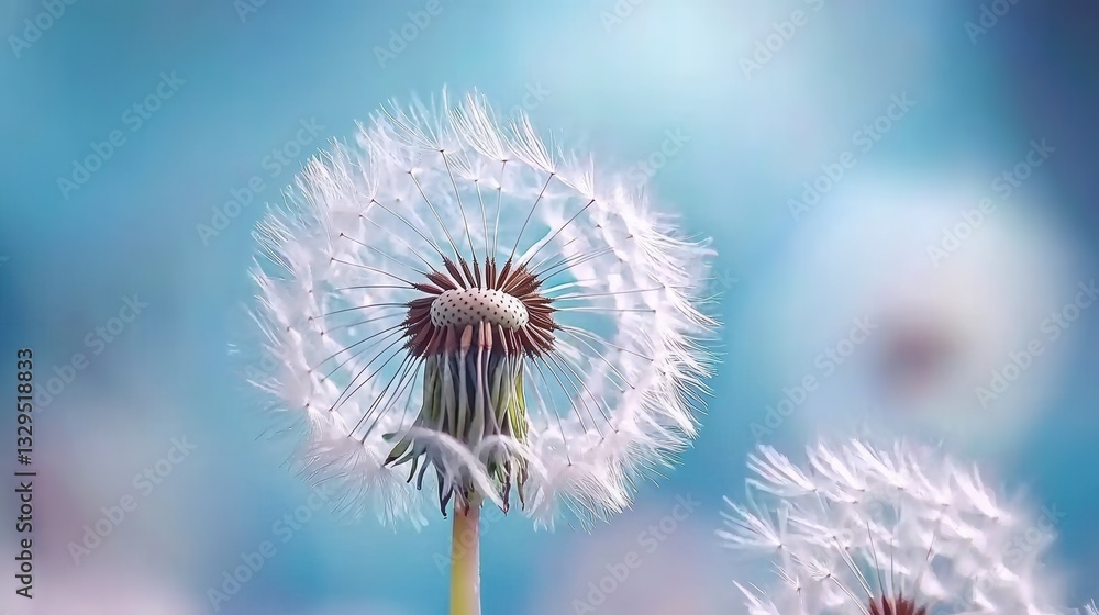 Poster close up of a soft fluffy dandelion puff with its wispy seeds floating and dispersing in the gentle 