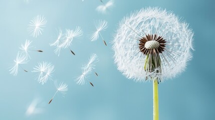 Wispy fluffy dandelion seeds floating and drifting effortlessly through the calm blue sky glowing in the soft light