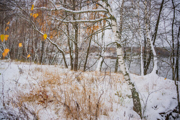winter forest in the snow
