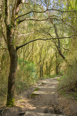 footpath in the woods