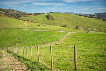 landscape with green grass