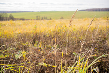 wheat field in the morning