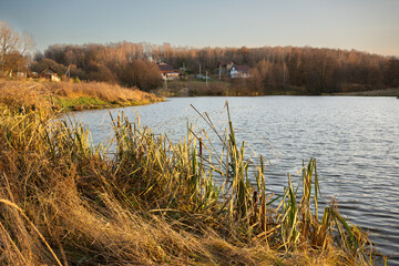 reeds on the lake