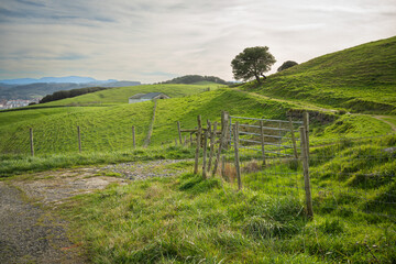 vineyard in the morning