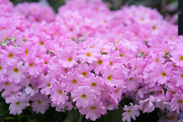 Obraz premium pink and white flowers
