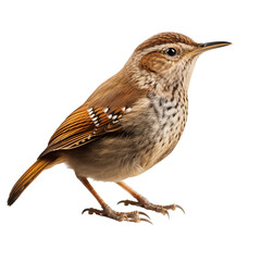 Fototapeta premium Realistic PNG of a Wren – High-Quality Cutout on White Background