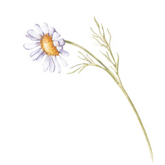 The white daisy is hand-painted. Watercolor wildflower isolated on a white background. Botanical illustration. The clipart is suitable for postcards, banners, wallpapers and other designs.