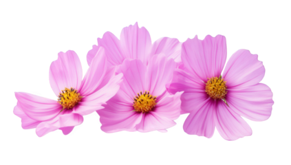 three delicate pink flowers with yellow centers showcasing their vibrant colors and intricate petal details against a clean white background perfect for floral designs or nature-themed projects