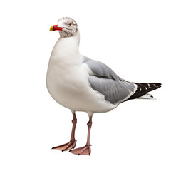 Obraz premium Realistic PNG of a Seagull Bird – High-Quality Cutout on White Background