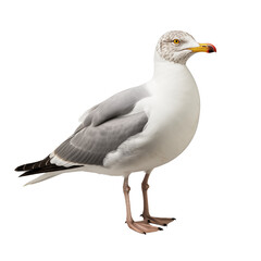 Realistic PNG of a Seagull – High-Quality Cutout on White Background