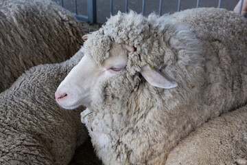 Naklejka premium Merinos sheep on the farm. Agriculture