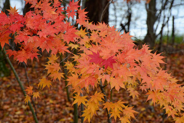 紅葉