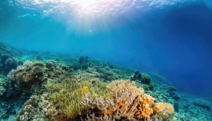 Fototapeta premium Vibrant coral reef ecosystem thrives under sunlight in ocean
