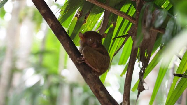 Small tarsier rests on a branch in a lush tropical forest filled with green foliage. Filipino cute small primate dreaming on branch. Majestic wildlife footage of Bohol Island.