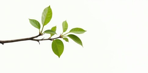 Fototapeta premium Single slender branch with leaves hanging down against a bright white background, earthy, nature