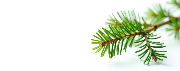 Single sprig of fir branch isolated on white background, forest, nature