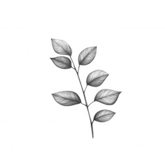 Obraz premium Botanical illustration of a delicate leaf branch on a white background.