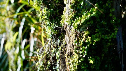 Closeup of forest moss and vines on a tree trunk