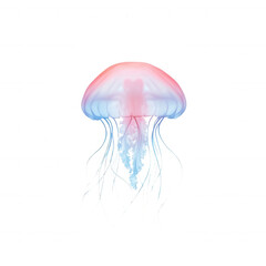 Colorful jellyfish with flowing tentacles, white isolate background