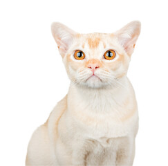 Sad domestic cat isolated. Burmese cream cat upset and sad.