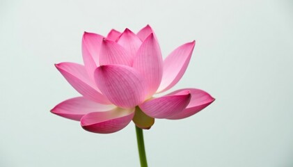 Single lotus flower in full bloom against a pure white background, bloom, natural, flower
